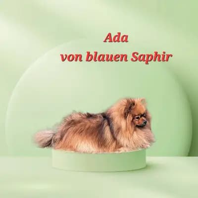 E-Wurf – 博美犬 Wurf, Sachsen-Anhalt, 由...饲养 Zwinger vom Wällerland 
