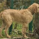 Foto der Rasse Griffon fauve de Bretagne