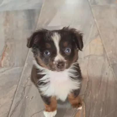 Toy Australian Shepherd auf herzens suche – Australian Shepherd Welpe, Rheinland-Pfalz, Opdrættet af Von den golden aussies