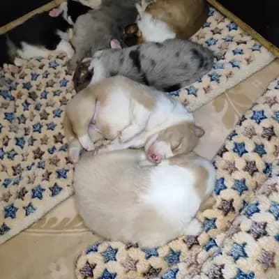 Bild aus Border Collie „von der großen Eiche” in Bayern, wo unsere Border Collie-Hunde in einer liebevollen Umgebung aufwachsen.