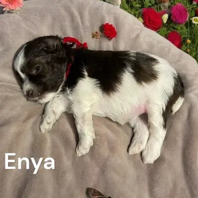 Enya – Zwergschnauzer Welpe, Bayern, 由...饲养 Ehrenbürg-Zwerge (American Schnauzer)
