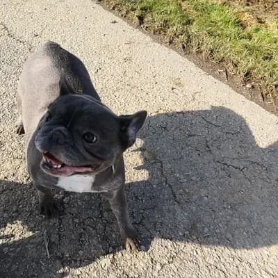 Galerie-Bild von Burgstadt - Bullz in Rheinland-Pfalz, mit Eindrücken unserer Französische Bulldogge-Zucht.