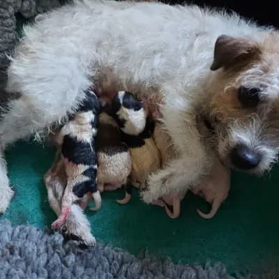 Only You – Parson Russell Terrier Welpe, Oberösterreich