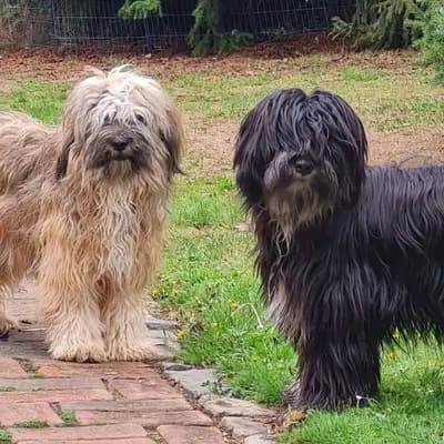 Galerie-Bild von Tibet Terrier vom verlorenen Tal in Nordrhein-Westfalen, mit Eindrücken unserer Tibet Terrier-Zucht.