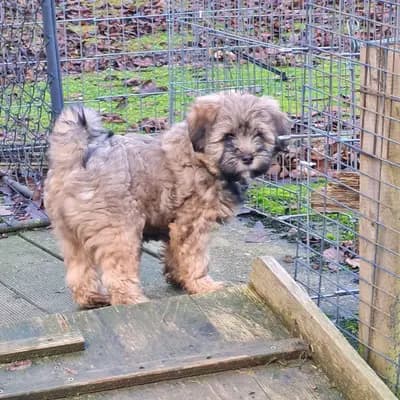 Galerie-Bild von Tibet Terrier vom verlorenen Tal in Nordrhein-Westfalen, mit Eindrücken unserer Tibet Terrier-Zucht.