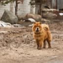 Foto der Rasse Chow Chow