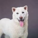 Foto der Rasse Kishu