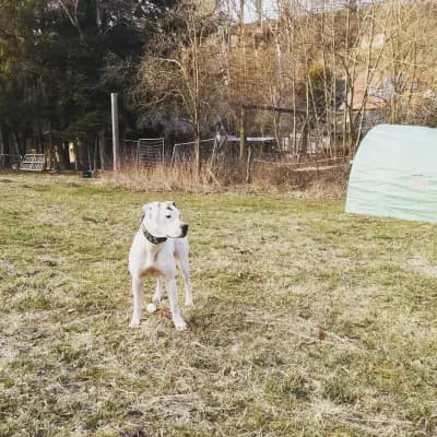 Foto von Caja, einem American Bulldog-Elternhund in Baden-Württemberg.