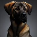 Foto der Rasse Cão Fila De São Miguel