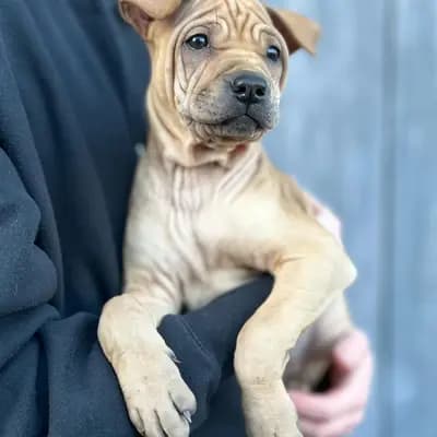 Foto von Chloé, einem Thai Ridgeback-Welpe in Zürich.