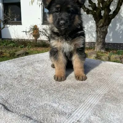 Erich
