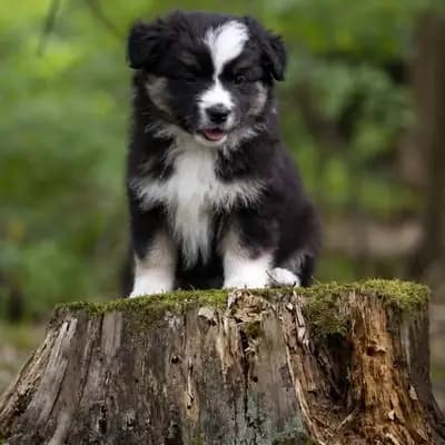 Moana – Australian Shepherd Welpe, Bayern, 由...饲养 Aussies of Georgmountain