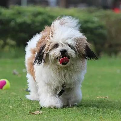 Lhasa Apso – Hunderasse