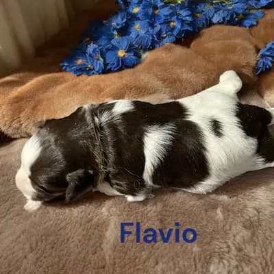 Flavio – Zwergschnauzer Welpe, Bayern, 由...饲养 Ehrenbürg-Zwerge (American Schnauzer)