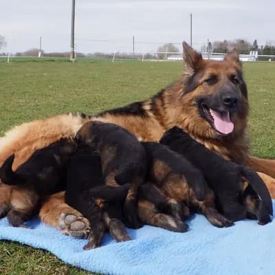 Wurf-Vorankündigung Altdeutsche Schäferhunde – Altdeutscher Schäferhund Welpe, Bayern, 由...饲养 collies und Shelties from little America