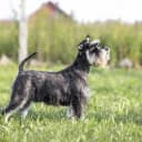Foto der Rasse Schnauzer