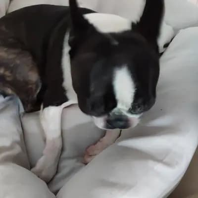 Galerie-Bild von Von den Manchester Hexen Boston Terrier Zucht in Nordrhein-Westfalen, mit Eindrücken unserer Boston Terrier-Zucht.