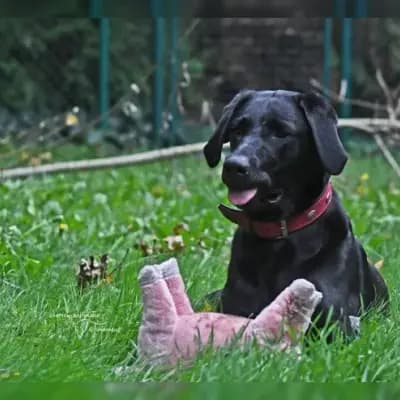 Nala