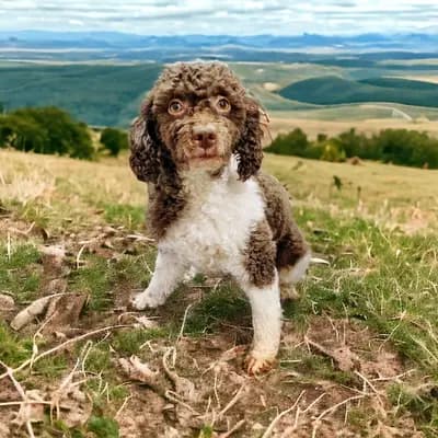 Foto von Manni, einem Aussiedoodle (Australian Shepherd x Pudel)-Elternhund in Bayern.