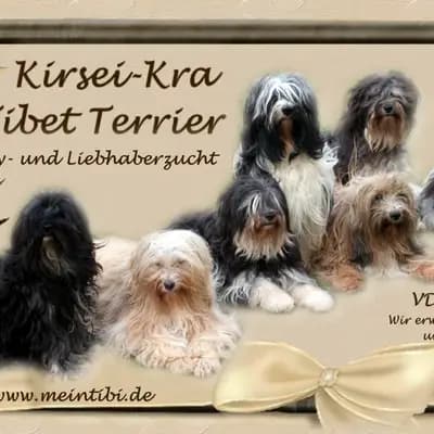 Galerie-Bild von KIRSEI - KRA Tibet Terrier in Rheinland-Pfalz, mit Eindrücken unserer Tibet Terrier-Zucht.