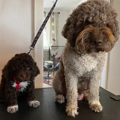 Bild aus Lagottis von der Glonn in Bayern, wo unsere Lagotto Romagnolo-Hunde in einer liebevollen Umgebung aufwachsen.
