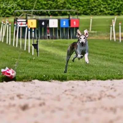 Litter -B- – 萨路基猎犬 Wurf, Nordrhein-Westfalen, 由...饲养 Del'Neshin
