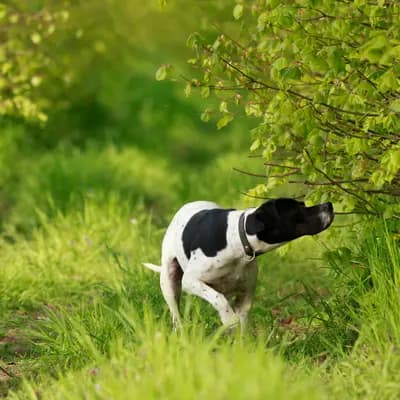 Galerie-Bild von Zwinger von den Dachsfichten in Brandenburg, mit Eindrücken unserer English Pointer-Zucht.