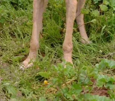 Joker sucht Zuhause