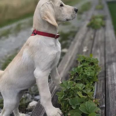 Winsome – Labradoodle (Labrador x Pudel) Welpe, Bayern, 由...饲养 Labrador, Großpudel und Labradoodle Züchterin