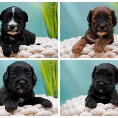 Tibet-Doodle F1 Welpen, ähnl. Goldendoodle medium, liebevoll aufgezogen& dürfen ab Sofort 8.8. auszi – Labradoodle (Labrador x Pudel) Welpe, Nordrhein-Westfalen