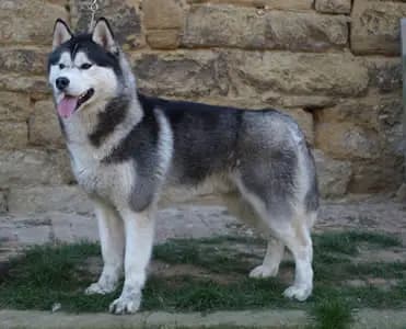 Galerie-Bild von Of-white-Eternity Huskys in Sachsen-Anhalt, mit Eindrücken unserer Siberian Husky-Zucht.