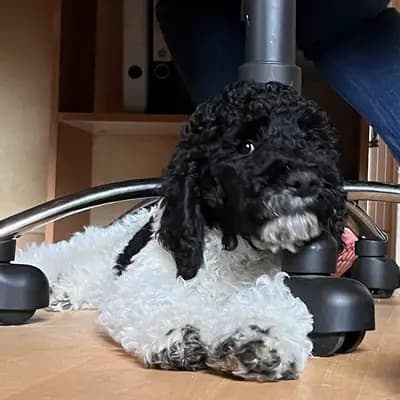 Bild aus Airedaleterrierof Ravenclaw  in Mecklenburg-Vorpommern, wo unsere Großpudel (Königspudel)-Hunde in einer liebevollen Umgebung aufwachsen.