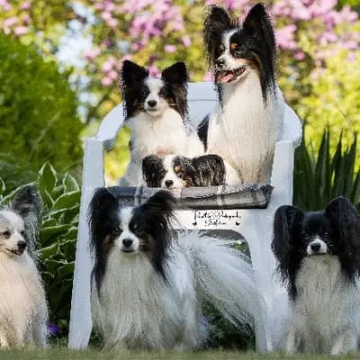 Galerie-Bild von Papillons von der Flussaue  in Niedersachsen, mit Eindrücken unserer Kontinentaler Zwergspaniel (Papillon)-Zucht.