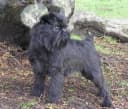 Foto der Rasse Belgischer Griffon
