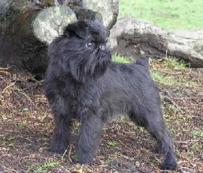Belgischer Griffon – Hunderasse
