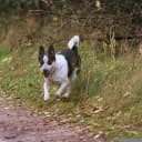 Foto der Rasse Rat Terrier