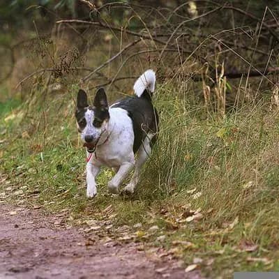 Rat Terrier – Hunderasse