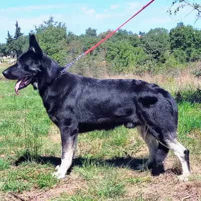 Foto von Flex, einem Osteuropäischer Schäferhund-Elternhund in Nordrhein-Westfalen.