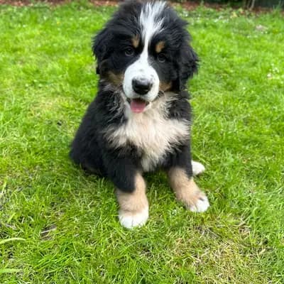 Hunter – Berner Sennenhund Welpe, Mecklenburg-Vorpommern, 由...饲养 Bernersennenhunde vom Schimmerhof 