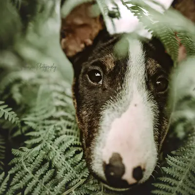 Galerie-Bild von Miniature Bull Terrier vom Blasheimer Markt  in Nordrhein-Westfalen, mit Eindrücken unserer Miniature Bullterrier-Zucht.