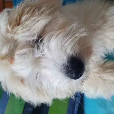 Galerie-Bild von Sweet little white Angel of Paradise  in Nordrhein-Westfalen, mit Eindrücken unserer Coton de Tulear-Zucht.