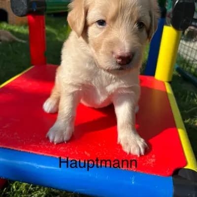 Houdini – Hovawart Welpe, Mecklenburg-Vorpommern, 由...饲养 Hovawarte vom Bethanienberg