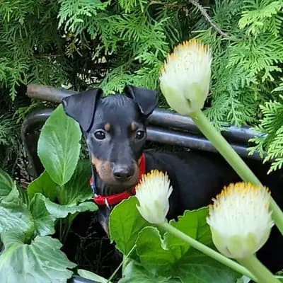 Galerie-Bild von Manchester Terrier von der Spree in Berlin, mit Eindrücken unserer Manchester Terrier-Zucht.