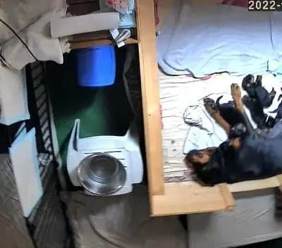 Bild aus Vom Haus Feiler  in North Rhine-Westphalia, wo unsere Rottweiler-Hunde in einer liebevollen Umgebung aufwachsen.