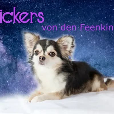 I am Snickers von den Feenkindern