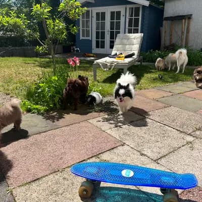 Bild aus Royal dogs Berlin  in Berlin, wo unsere Zwergspitz-Hunde in einer liebevollen Umgebung aufwachsen.
