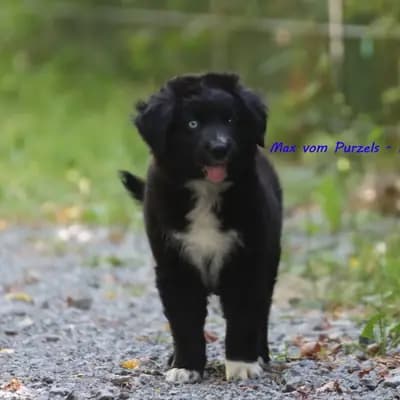 Max – Australian Shepherd Welpe, Rheinland-Pfalz, Opdrættet af Australian Shepherds vom Purzels-Hof