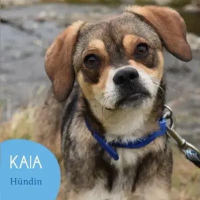 Kaia