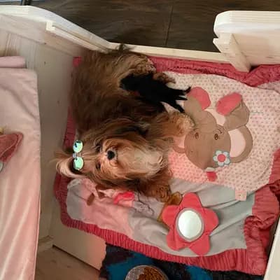 Bild aus lovly little dog in Hessen, wo unsere Havaneser-Hunde in einer liebevollen Umgebung aufwachsen.