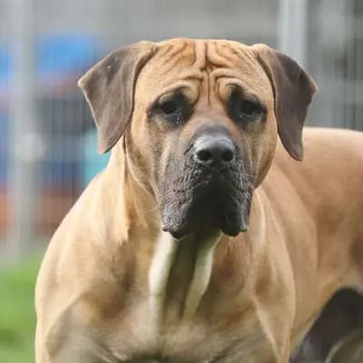 Foto von Wilhelm, einem geretteten Dogo Canario in Berlin.
